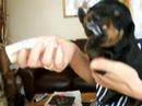 Rottweiler pup drinking milk Rottweiler pup drinking milk