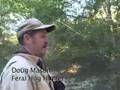 Feral Hogs: The Pig Problem in Texas