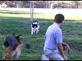 Dog Herding Tips on Border Collies : How a Border Collie Herds to the Left