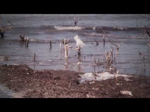 BP oil disaster - On the three year memorial of the BP Oil Spill disaster I wanted to share with you one very important fact. BP has been lying to you! Due to decades of abuse...