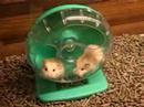 hamster chase