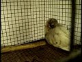 Angel's story_another PetSmart casualty