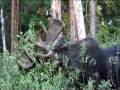 Teton Bull Moose