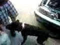 my pitt bull attacks air hose air gun hilarious