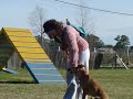DOGS CLUB: ADIESTRAMIENTO BASICO ASISTIDO CON LOS DUEÑOS DOGS CLUB: ADIESTRAMIENTO BASICO ASISTIDO CON LOS DUEÑOS