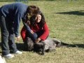 DOGS CLUB: ADIESTRAMIENTO BASICO ASISTIDO CON LOS DUEÑOS