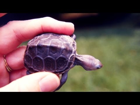 how to properly nurse a baby