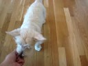 Savannah learns to shake
