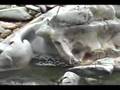 Yuba River Walk