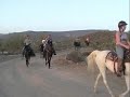 Dreamchaser PMU Rescue Ranch