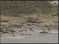 1 Minute Vacation - Point Reyes Elephant Seals