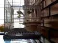 Pareja de Canario Timbrado Espa�ol  alimentando cr�as
