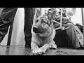 K9 tribute