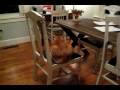 MemeCast 3: ADORABLE CAT