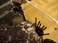Click here to watch this video Grammostola pulchripes