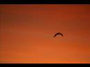 Sunrise & Seagulls with the Indigo Girls