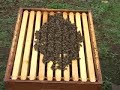 Tretiranje pcela oksalnom kiselinom