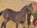 Hanoverian stallion Raffaello's First Filly
