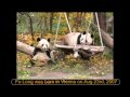 Panda Fu Long's last two days in Vienna