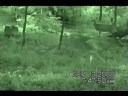 Buck, Fawn and doe, turkeys