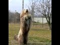 Dog Dancing Tricks No.4 - High