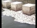videos de mortandad de peces en el embalce rio hondo