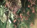 Camrose Hill "All About Wreaths" Video