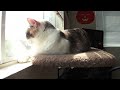 Cat time lapse