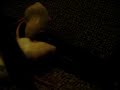 rat babies...day 15 rat babies...day 15