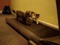 Cats running