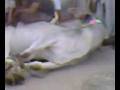 qurbani of chand bail in anum homes 2008