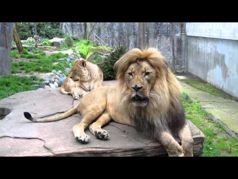 MALE LION YAWN
