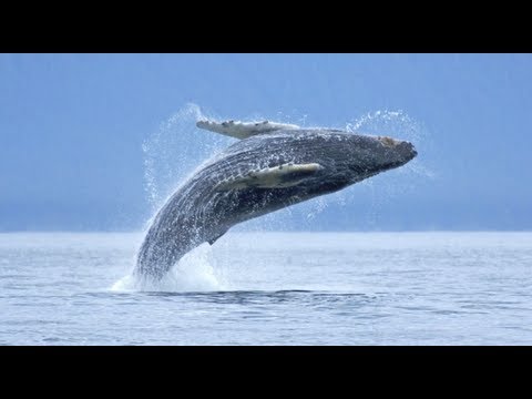 Nature & Wildlife Photography Tips – Florian Schulz on Nature Photos
