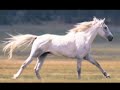 Beautiful Running Horses