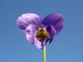 Fiori di campo cullati dalla magica voce di Andrea Bocelli.wmv
