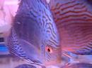 Sunrise Tropicals Discus Fish 2008.07.08