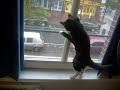 Freya vs Window frame Freya vs Window frame