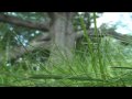 Granby Oak Demo