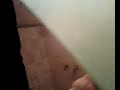 Reventando espinillas