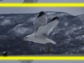 Flock of Seagulls/ I Ran. ROCKMAN PHOTO MUSIC VIDEO OF SEAGULLS