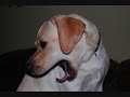 Labrador Retriever \"Fokus\"