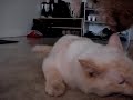 Panting Cat