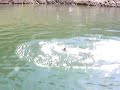 Mr. 8Lb Pike