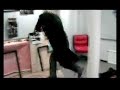 Paraply Films: O.R.C.A.-trailer Paraply Films: O.R.C.A.-trailer