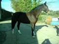 videos de Shivers in 3 year old Gelderlander 2 weeks on
