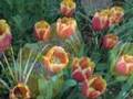 Monet's Gardens at Giverny with Music, Version II