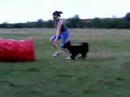 Kormosvari Hajt� R�b�k starts agility