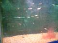 Feeding koi fingerlings with Daphnia