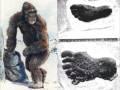 CRIPTOZOOLOGIA - CRYPTOZOOLOGY - ANIMALES BIZARROS