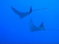 Diving: Spotted Eagle Rays Diving: Spotted Eagle Rays